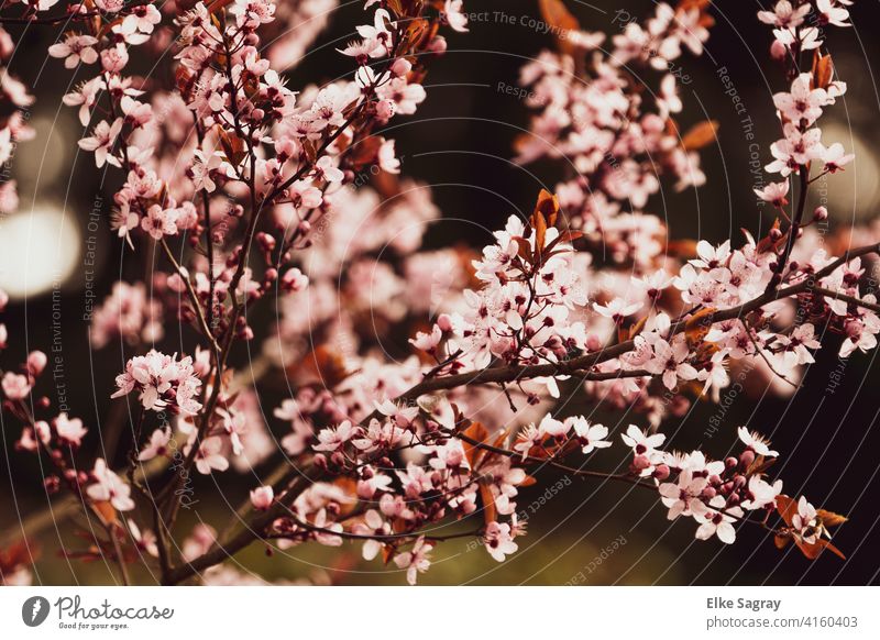 Rosa Baumblüte verschwommener Hintergrund, defokussiert... Baumblühte Hintergrund verschwommen unscharf Farbe Bokeh Lichter rosa blüte Unschärfe