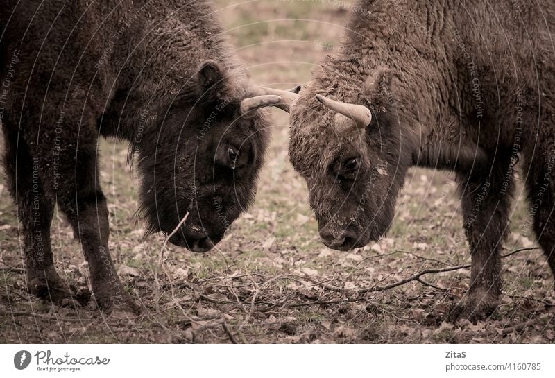 Zwei Wisente stehen sich in der Natur gegenüber Bison Bisons Tier Tierwelt Hupe Hörner Kopf Pflanzenfresser Kuh Säugetier Zoologie gegenüberstehen