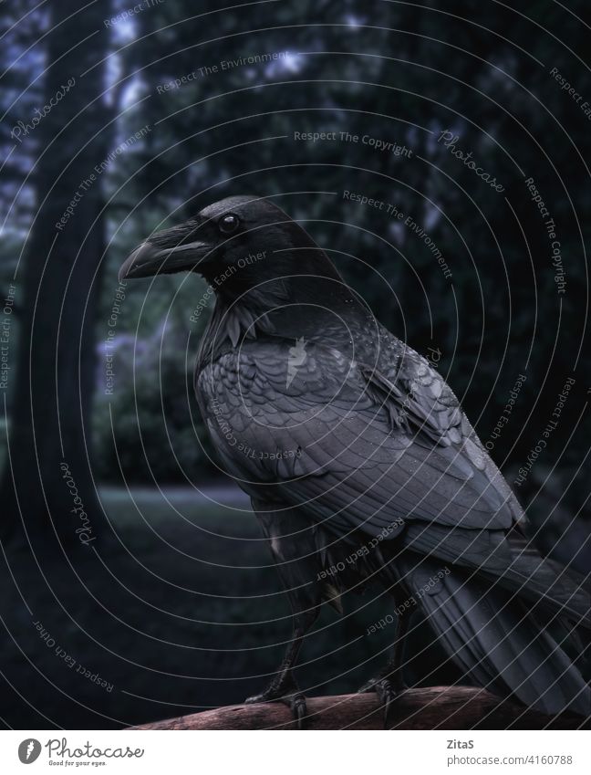 Schwarzer Rabe sitzt auf einem Ast in einem dunklen Wald Krone schwarz Vogel schwarzer Vogel Federn Tier wild Tierwelt Natur dunkel beängstigend Entsetzen