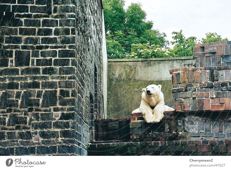 Is mir langweilig... Eisbär Tier Zoo Tiergarten faulenzen Bär liegen lustig drollig ruhig Erholung beobachten erhaben tierisch bärenstark