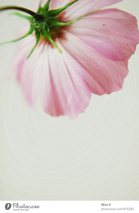 rosa Cosmea Blume Blüte Blühend Duft zart Schmuckkörbchen filigran Farbfoto mehrfarbig Nahaufnahme Detailaufnahme Menschenleer Textfreiraum unten