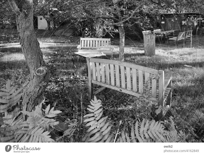 Zingst Garten Baum Idylle Gras Sonnenlicht Bänke Tisch Wiese Sträucher Baumstamm Herbst Gartentisch friedlich Außenaufnahme Schönes Wetter Natur