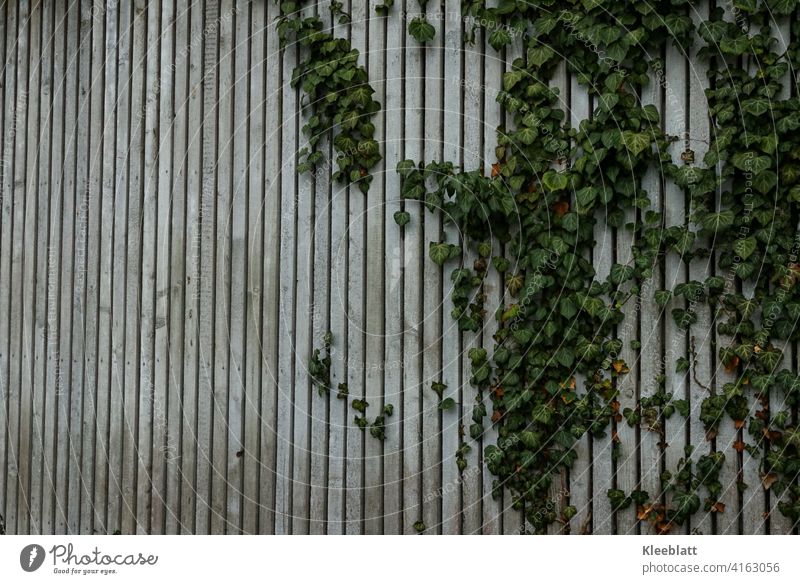 Grau melierte Holzlattenwand durch die sich das Efeu rankt - leicht schräge Ansicht Holzlattenwand, Naturholz Maserung alt Farbfoto Außenaufnahme