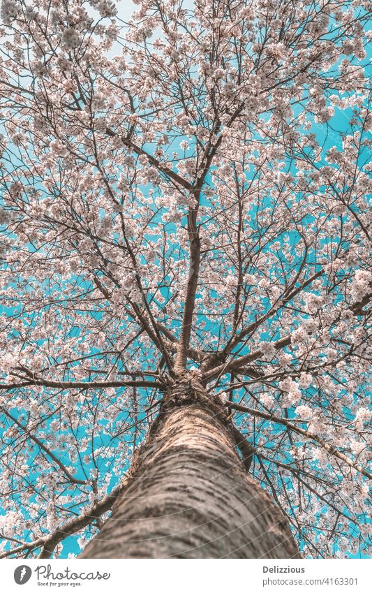 Ein schöner Kirschblütenbaum mit Perspektive vom unteren Baumstamm, blauer Himmel hölzern Blüte Sakura Blauer Himmel Japanisch Blume Blumen Tradition sping