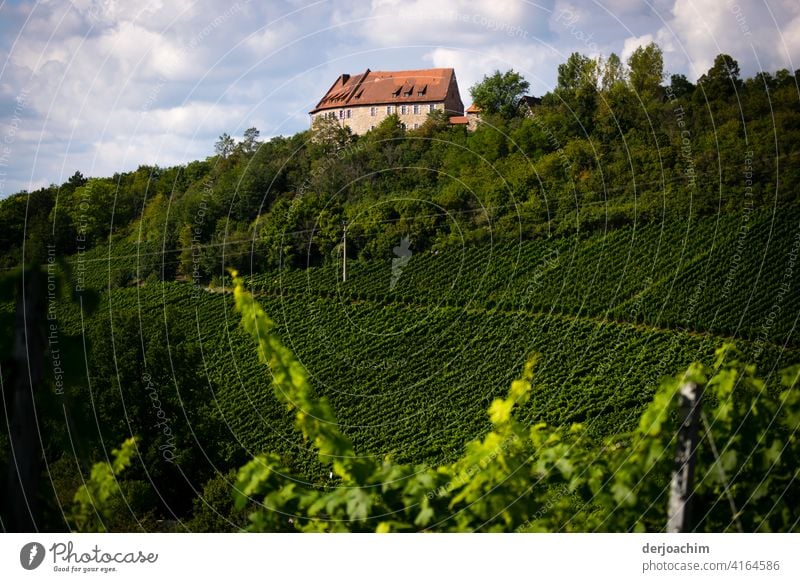Ganz malerisch liegt die Burg Hoheneck inmitten des Ipsheimer Wein Wanderweg im Naturpark Frankenhöhe. Weinberg Weinbau Menschenleer Herbst Farbfoto grün Tag
