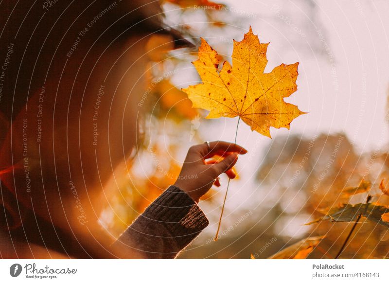 #A9# Im Herbst am Festhalten eines gelben Blattes Außenaufnahme Herbstwetter Herbstlaub wandern positiv Spaziergang Haare & Frisuren draußensein erleben Natur