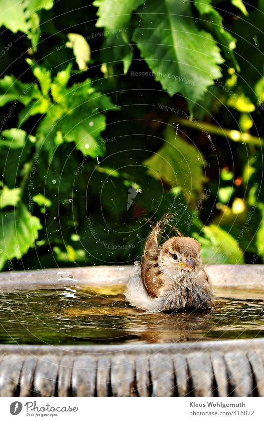 Ein junger Haussperling nimmt in der Mittagshitze mit wachsender Begeisterung ein Bad.   Seine Pose erinnert sehr an an einen "stolzen Schwan". Umwelt Tier