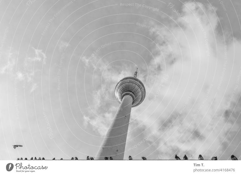 der Fernsehturm mit ner Reihe Tauben Alexanderplatz Berliner Fernsehturm bird Vogel Wahrzeichen Turm Himmel Architektur Hauptstadt Sehenswürdigkeit Berlin-Mitte