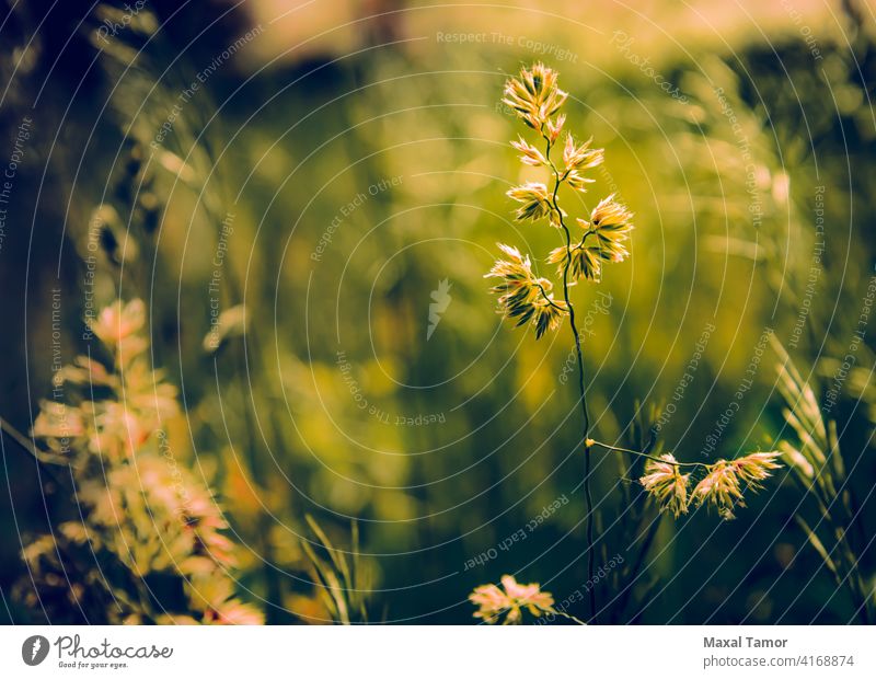 Gramineae Kräuter auf der Wiese Hintergrund Feld Flora Gras Kraut krautig Rasen Licht natürlich Natur Pflanze Poaceae Saison Frühling Sommer Sonne Sonnenaufgang