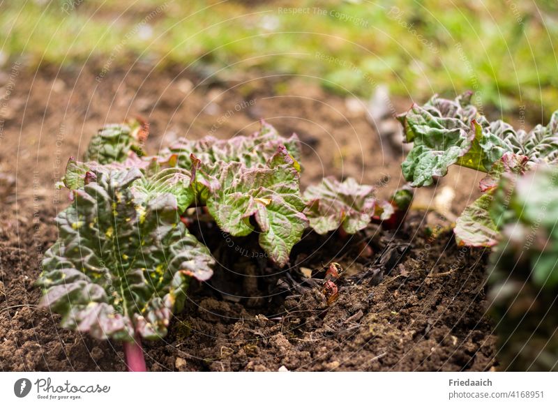 Rhabarber im Wachstum mit gekräuselten Blättern auf trockener Erde Gemüse grün Lebensmittel Ernährung Vegetarische Ernährung Gesunde Ernährung frisch Garten