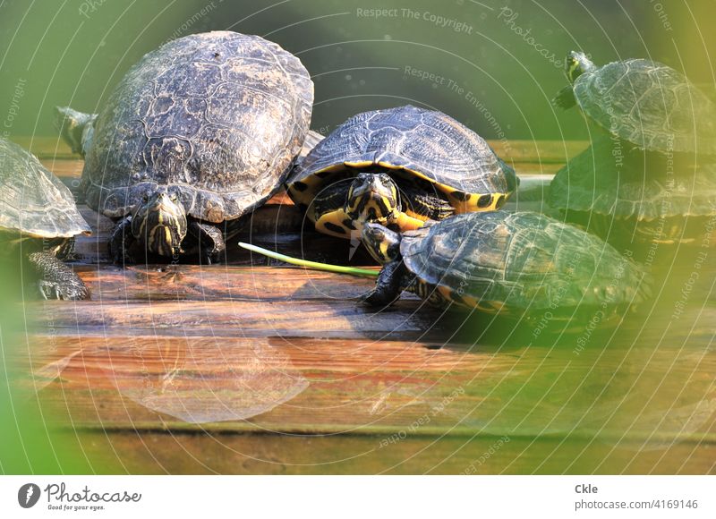 Schildkröten auf Wasserbank Reptilien Panzer Gruppe Gemeinschaft Natur Tier Außenaufnahme wild Tierwelt Nahaufnahme Lebewesen Fauna klein Umwelt Holzbank Floß