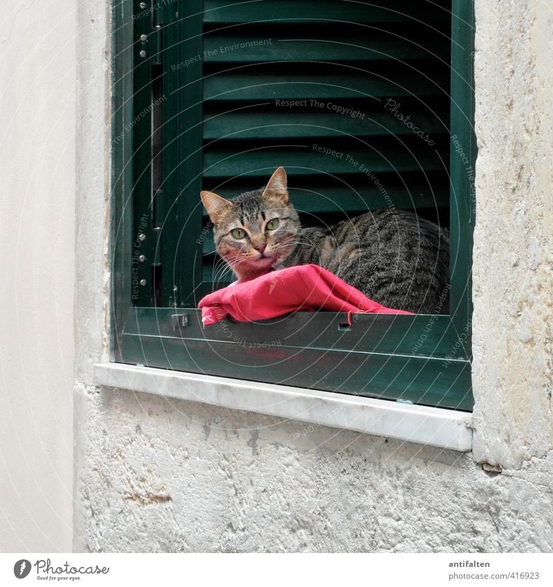 Lissabonner Katze Stadt Haus Mauer Wand Fassade Fenster Fensterbrett Fensterrahmen Fenstersims Fensterplatz Jalousie Tier Haustier Tiergesicht Fell 1 Decke