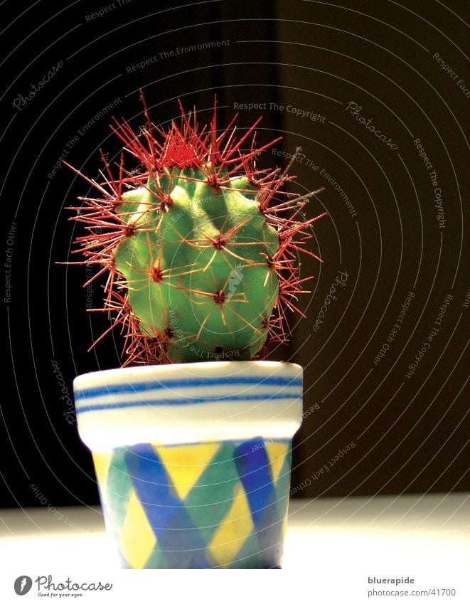 Kleiner Punk rot stachelig grün Topf Kaktus Pflanze klein Stachel spitzig