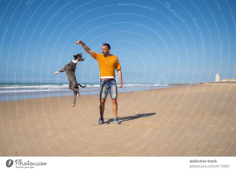 Mann spielt mit Hund am Strand spielen Besitzer Pitbull spielerisch Spaß haben Meeresufer unterhalten männlich Ufer sonnig springen Tier Natur Küste Freude