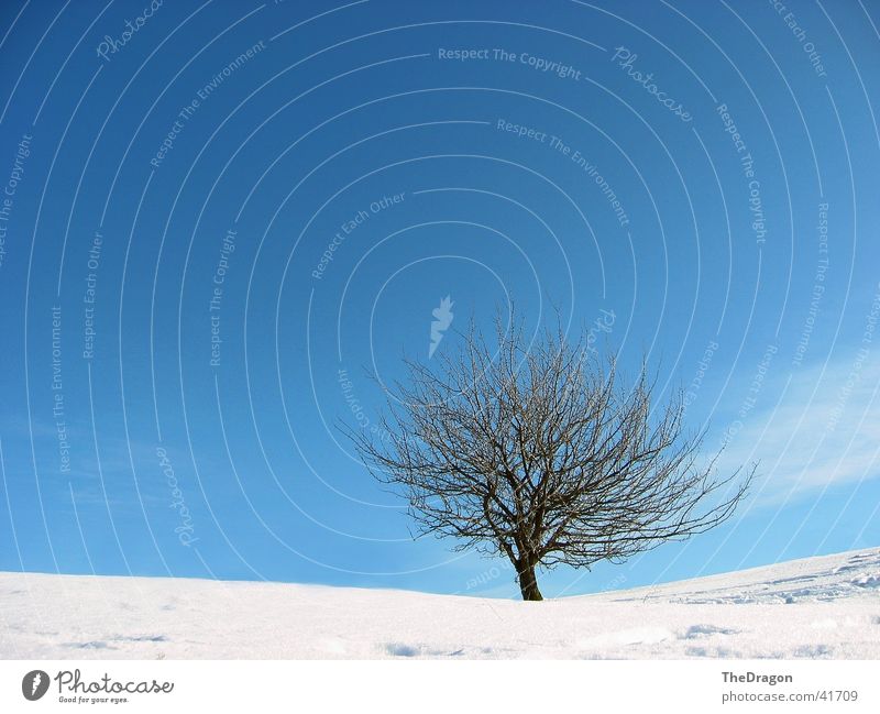 Winterbaum - winter tree Baum Weitwinkel weiß Ebene Schneelandschaft kalt ruhig Erholung Himmel blau Landschaft Ferne snow wide angle sky. blue white landscape