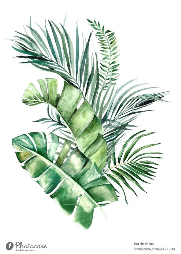 Aquarell tropische Blätter Bouquet Illustration Wasserfarbe grün Blumenstrauß Zeichnung Grafik u. Illustration Fensterblätter Handfläche Banane Wurmfarn