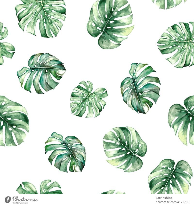 Aquarell monstera tropische Blätter seamles Muster Wasserfarbe grün übergangslos Fensterblätter Zeichnung Grafik u. Illustration Dschungel Papier botanisch