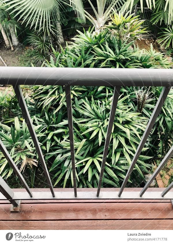 Balkon in den Tropen Sommer Terrasse Grünpflanzen Palme Pflanzen grün Garten tropisch tropisches Klima natürlich Natur Blatt exotisch Dschungel Handfläche Flora