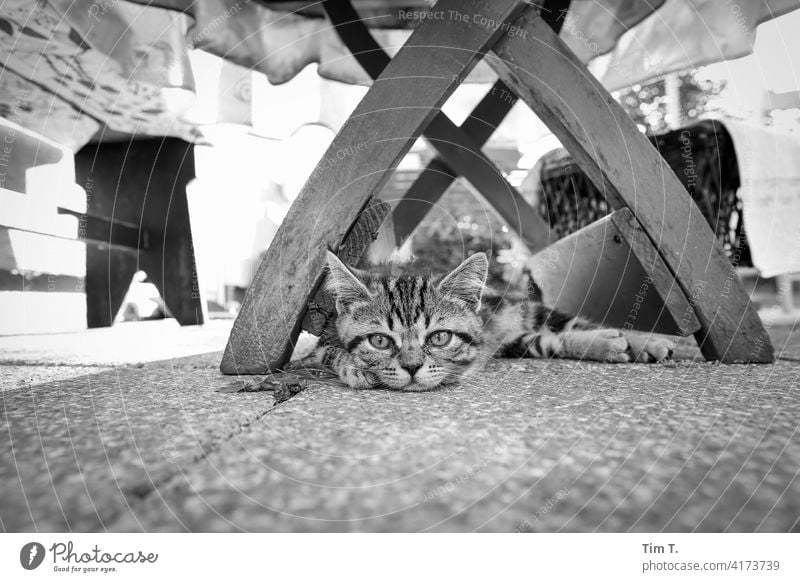 ein ganz kleiner Kater liegt unter einem Holztisch im Garten Katze kitten Taby Tier Haustier Fell Hauskatze Tierporträt Blick Tiergesicht Katzenkopf beobachten