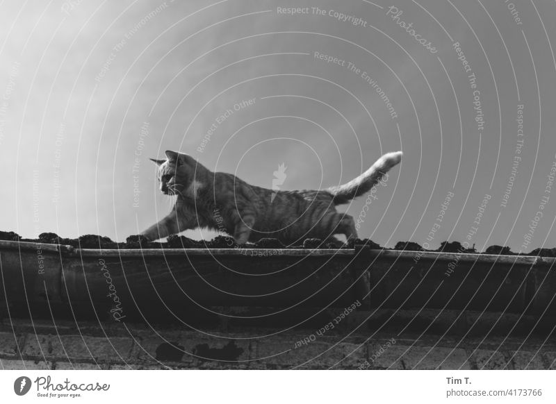 eine Katze läuft die Dachrinne entlang Kater s/w bnw Cat Schwarzweißfoto Außenaufnahme b/w b&w ruhig Tag Gebäude Bauernhof Wildkatze freigänger Landleben