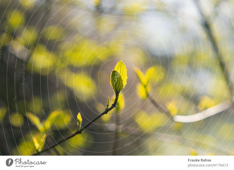 Hellgrünes Blattpaar in der Morgensonne im Frühling neue Blätter hellgrün Blattadern Sonnenlicht frisch Frühjar Natur Wachstum Erneuerung Schwache Tiefenschärfe