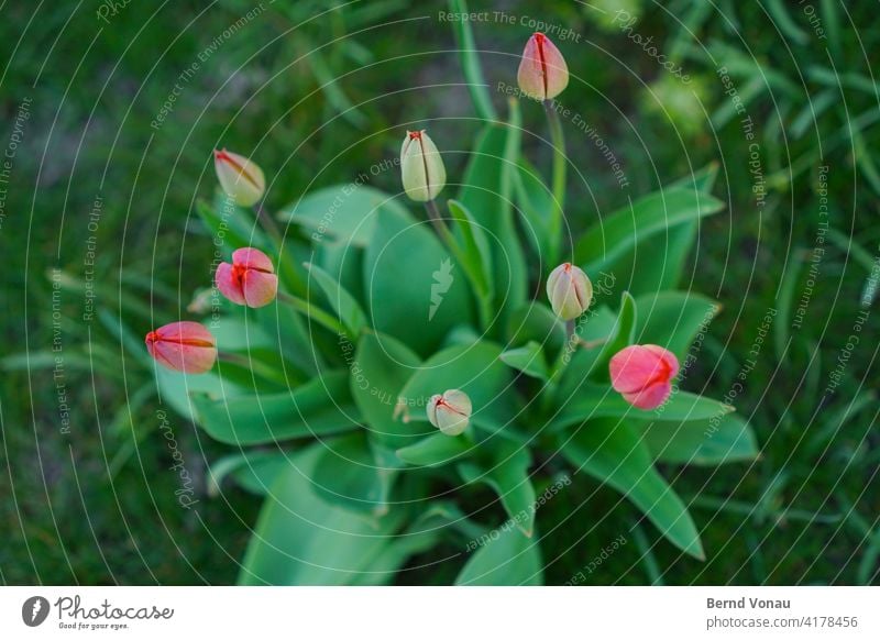 Frühlingstulpen Tulpe Tulpenblüte Wachstum grün rot frisch neu Vogelperspektive Draufsicht Pflanze Blume Blüte Natur Blühend Blumenstrauß Blatt Frühlingsgefühle