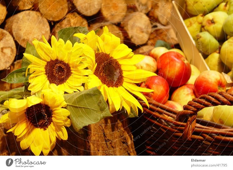 Ernte Herbst Sonnenblume Blatt Erntedankfest Korb Holz Apfel Gaben herbstlich Garten Frucht Sommer