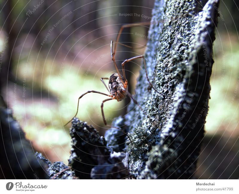 Spider Spinne Wald Insekt Spinnennetz Natur