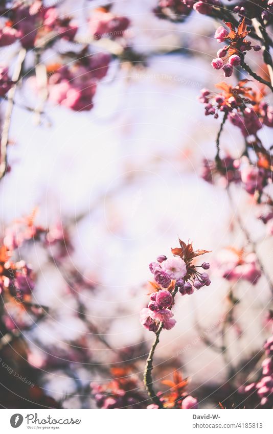 Blüten einer Japanischen Blütenkirsche im Frühling Japanische Blütenkirsche Zierkirsche rosa blühen Sonnenschein traumhaft Natur Schönheit Blühend