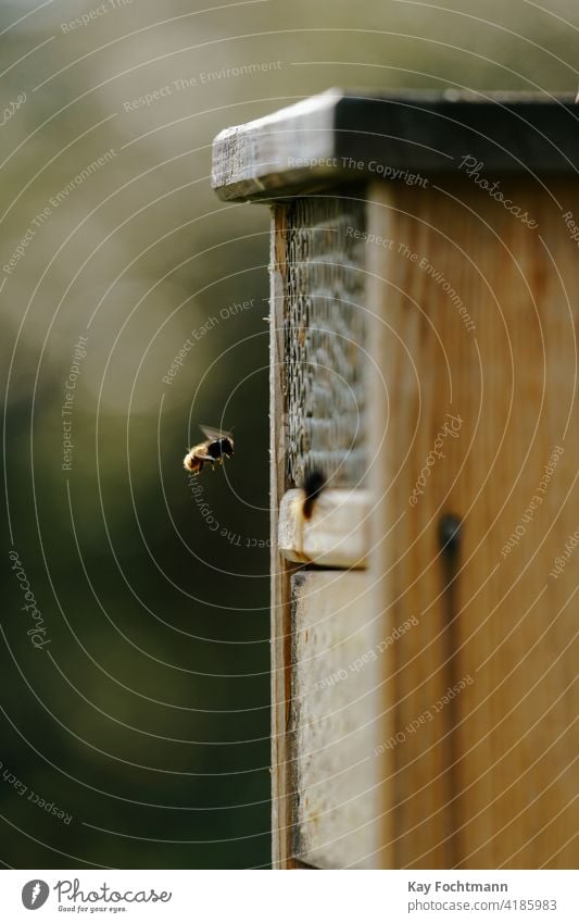 Wildbiene fliegt in Insektenhotel Tier Biene Wanze Wanzenhotel Erhaltung Landschaft Tag ökologisch Ökologie Umwelt Rahmen Garten Gartenarbeit Lebensraum