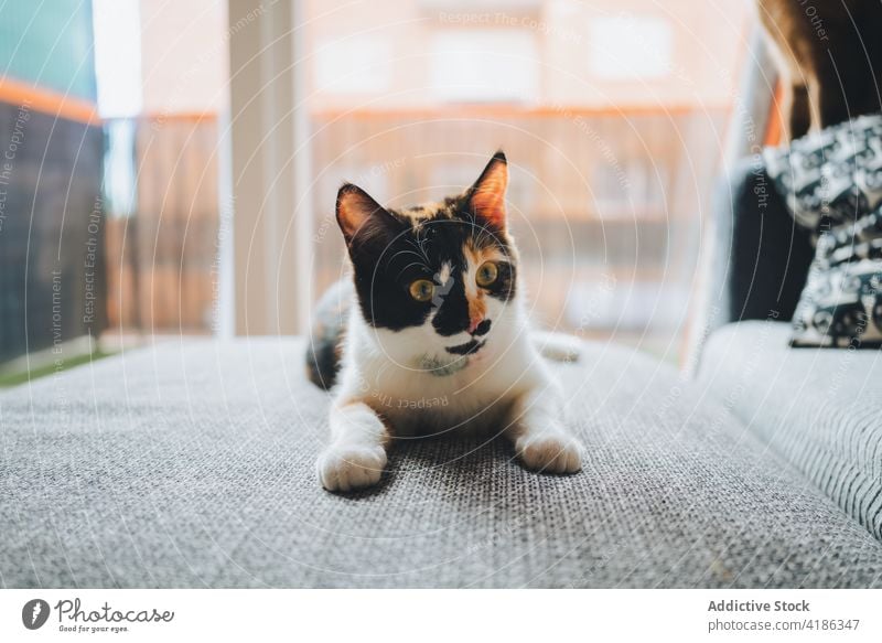 Niedliche Calico-Katze, die auf der Couch im Wohnzimmer ruht Kattun ruhen Sofa Appartement Haustier neugierig katzenhaft bezaubernd Tier Säugetier gemütlich
