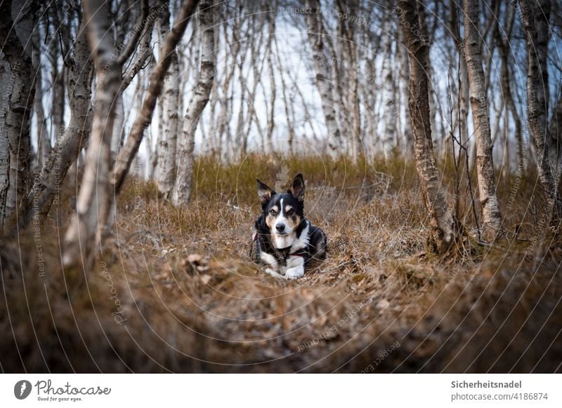 Border Collie im Birkenwald Bordercollie Hund Tierporträt Haustier Außenaufnahme Hundeblick Menschenleer Wald Blick in die Kamera Starke Tiefenschärfe Tierliebe