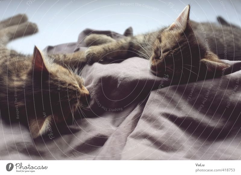 afternoon nap Bett Tier Haustier Katze Fell Pfote 2 Tierpaar Tierjunges Erholung schlafen träumen Wärme Glück Zufriedenheit Warmherzigkeit Sympathie