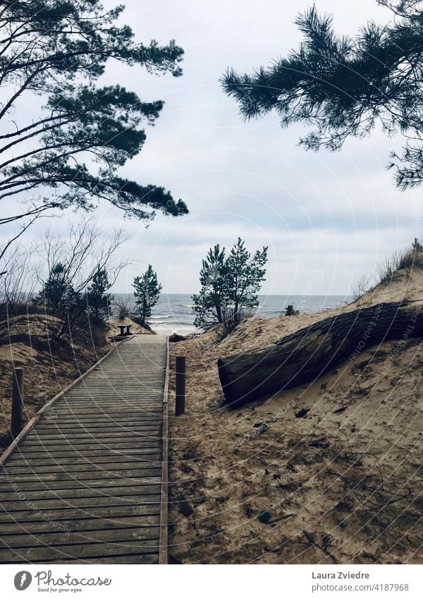 Hölzerner Strandpfad, der zum Strand führt Strandweg Weg Sand Sandstrand Kiefer Kiefern Baum MEER Ostsee Ostseeküste Ostsee Urlaub Umwelt Küste Küstenlinie