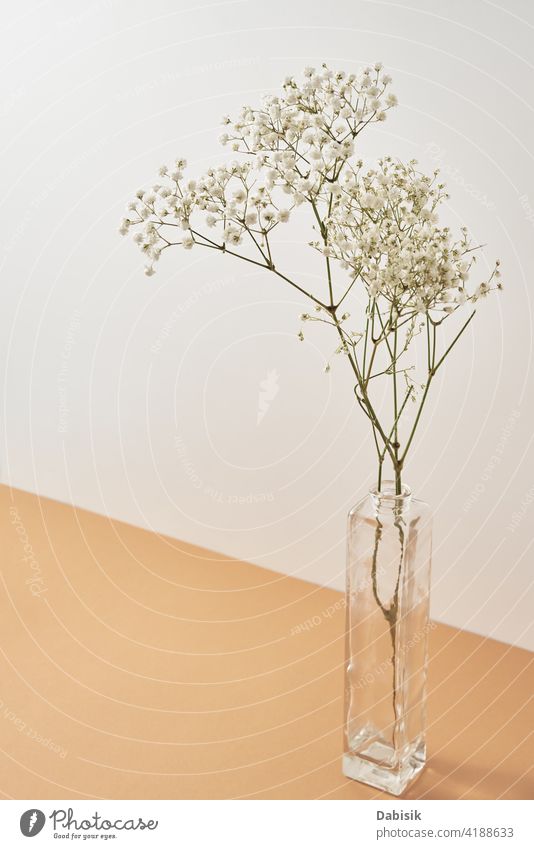 Pflanze in Vase auf pastellbeigem Hintergrund Ast dekorieren Lifestyle grün Blume Blumenstrauß Raum Design Innenbereich lebend altehrwürdig Wand weiß Schönheit