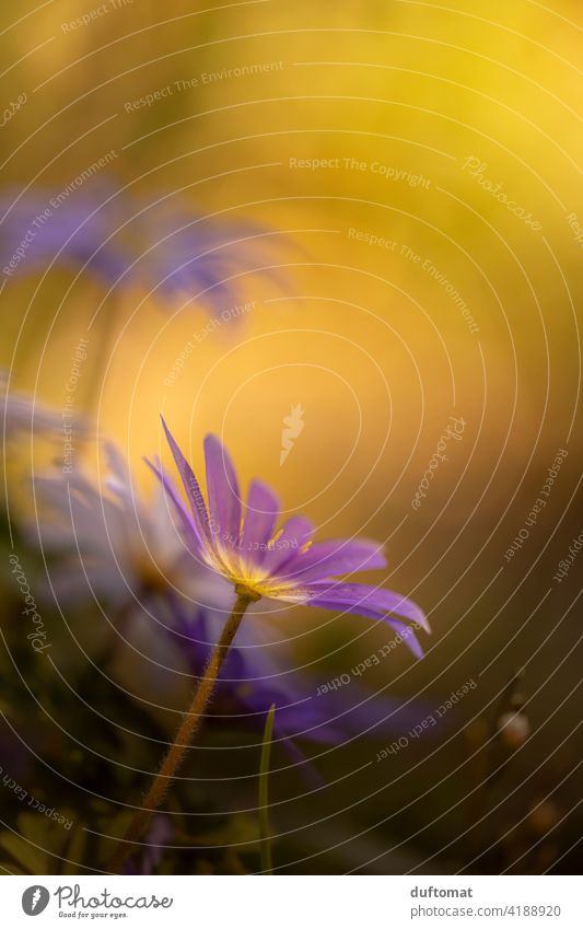 Makroaufnahme von lila Balkan-Windröschen im Gegenlicht Anemone blanda Frühling Strahlen Anemone Natur natürlich Nahaufnahme gegenlicht balkan-windröschen