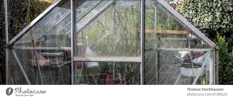Glasgewächshaus in einem Kleingarten, Ausstattung innen Ackerbau Botanik Bodenbearbeitung Ökologie Umwelt Landwirtschaft Blume Lebensmittel frisch Garten