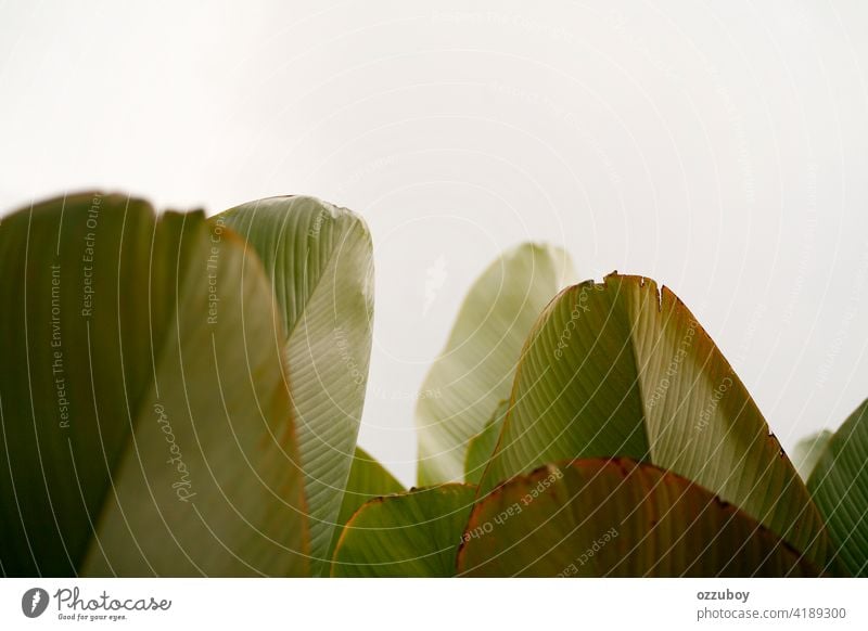Bananenblatt Hintergrund Blatt abstrakt Natur Pflanze Baum grün Garten Sommer tropisch Design Muster Wald Wachstum Laubwerk Schönheit Farbe Textur schön Botanik