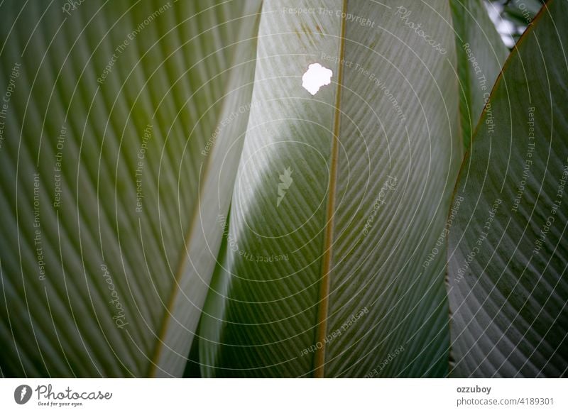 Bananenblatt Hintergrund Blatt abstrakt Natur Pflanze Baum grün Garten Sommer tropisch Design Muster Wald Wachstum Laubwerk Schönheit Farbe Textur schön Botanik