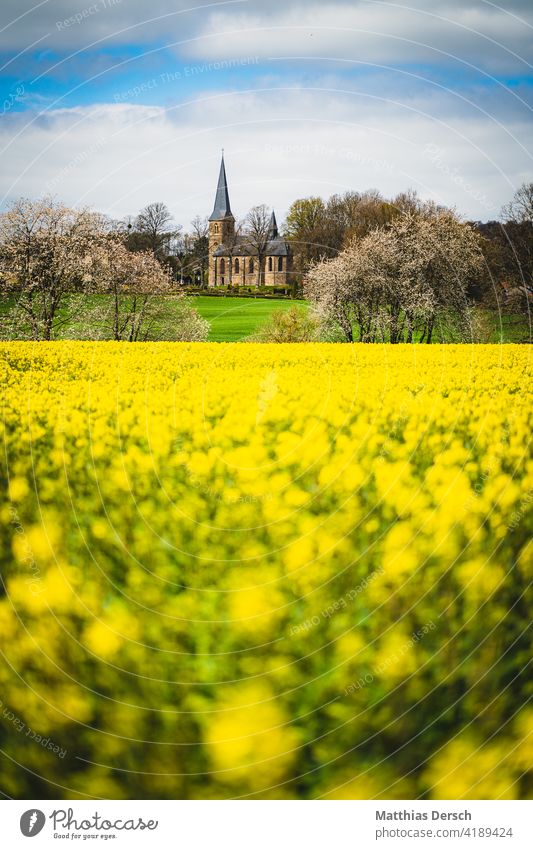 Die Kirche hinter dem Rapsfeld Rapsblüte Rapsanbau Kirchturm Landschaften Feld gelb Landwirtschaft Blühend