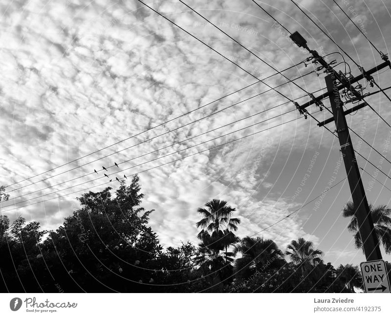 Vögel auf der Stromleitung in den Tropen Hochspannungsleitung Energiewirtschaft Elektrizität Technik & Technologie Kabel Stromtransport Leitung