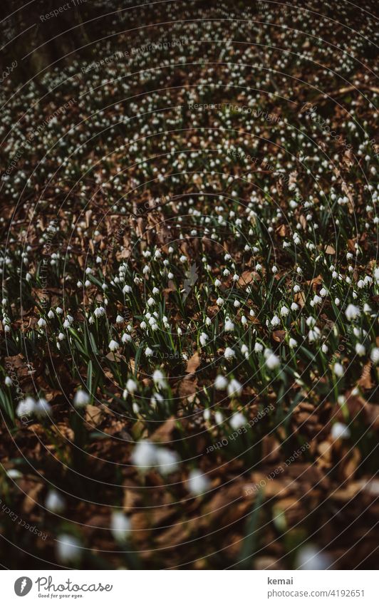 Märzenbecher im Wald III Waldboden weiß grün wachsen blühen Frühling braun frisch Natur schön Pflanze Blume Schwache Tiefenschärfe natürlich Blühend