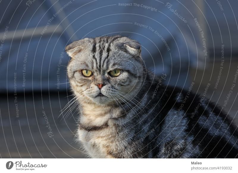Porträt einer schönen reinrassigen Hauskatze. Britisch Kurzhaar Kätzchen bezaubernd wütend Tier Hintergrund Schönheit schwarz züchten Briten Fleischfresser