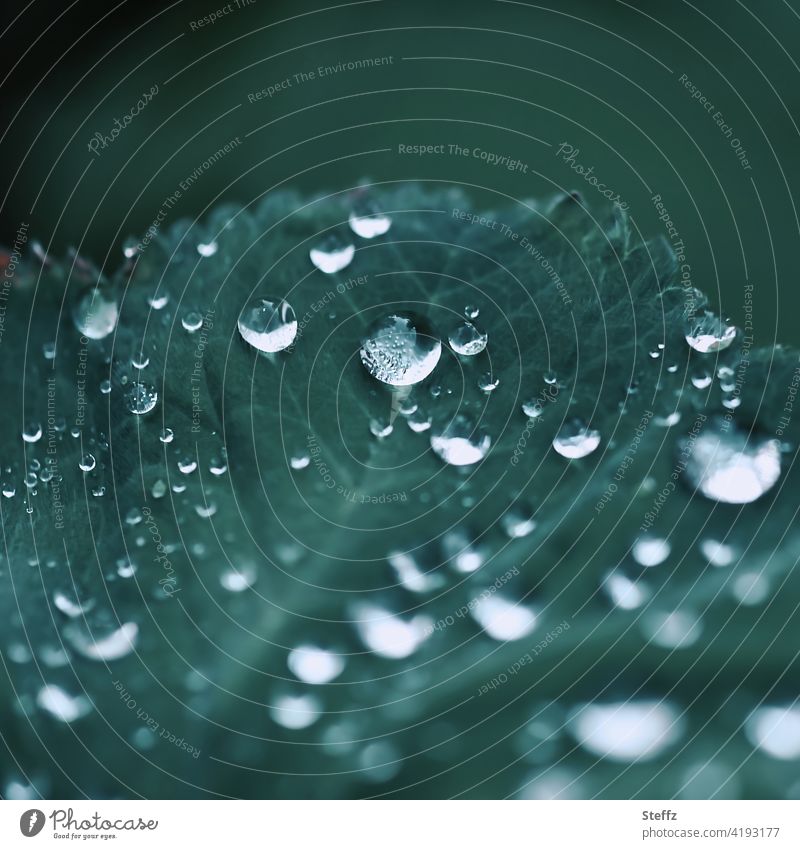 Frauenmantel mit Regentropfen Tropfen Frühlingsregen Tropfenbild Wassertropfen Regenstimmung Mairegen Frauenmantelblatt Blatt regnerisch verregnet Regenwetter