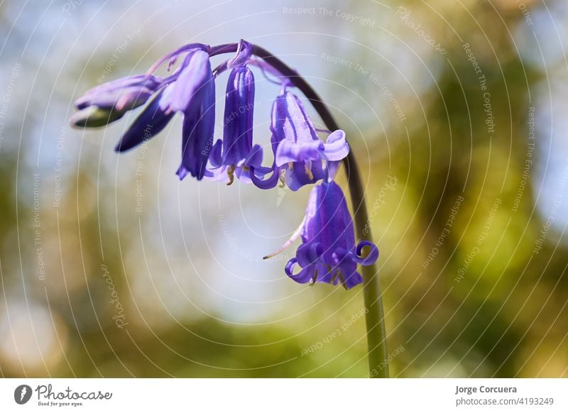 horizontale Nahaufnahme von Hyacinthoides, bluebells. Gras Unschärfe Hintergrund von Irland Glockenblume Blütezeit Frühling Flora wild Natur purpur mehrjährig