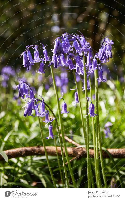 Hochformat von Bluebells, Hyacinthoides, Wildblumen im Frühling Glockenblume Blütezeit Flora wild Natur purpur mehrjährig blau Blume schön Pflanze Glockenblumen