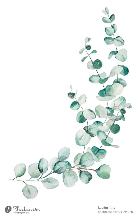 Aquarell Eucaliptus Blätter Bouquet Illustration Wasserfarbe Eukaliptus Blumenstrauß Ast Zeichnung grün Grafik u. Illustration botanisch Blatt exotisch
