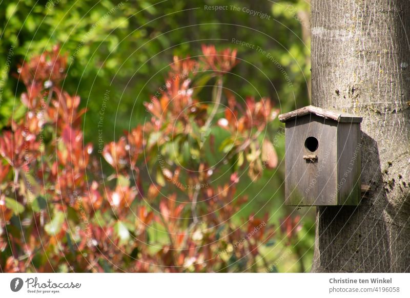 Ein Nistkasten aus Holz hängt am Stamm eines Walnussbaumes. Sonnenschein mit Licht und Schatten, im Hintergrund eine Glanzmispel "Red Robin" mit frisch ausgetriebenen roten Blättern.
