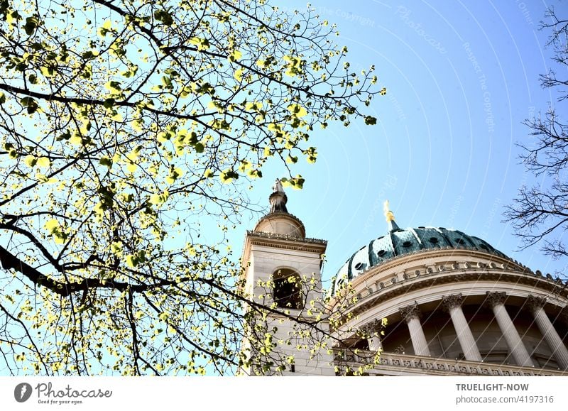 Die ersten zart grünen Blätter an den Ästen beleben den Blick von unten auf die Tambourkuppel und einen der vier Ecktürme der Denkmal geschützten Kirche St. Nikolai in Potsdam vor blass blauem Himmel im Frühling