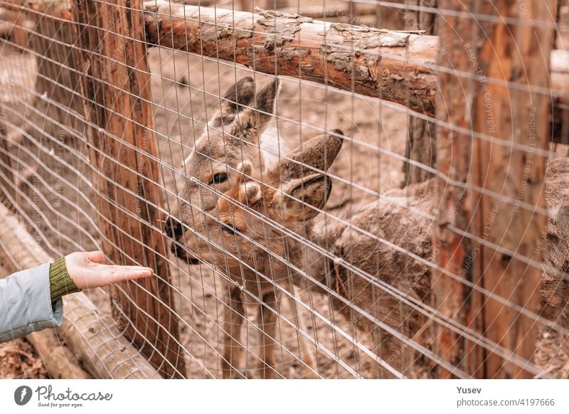 Menschliche Hand und zwei Rehe. Sie schauen durch den Zaun. Wildtiere werden behandelt und angepasst. menschliche Hand Rogen Hirsche europäisches Rehwild schön